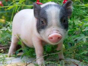 比特犬吃猪瓜好吗