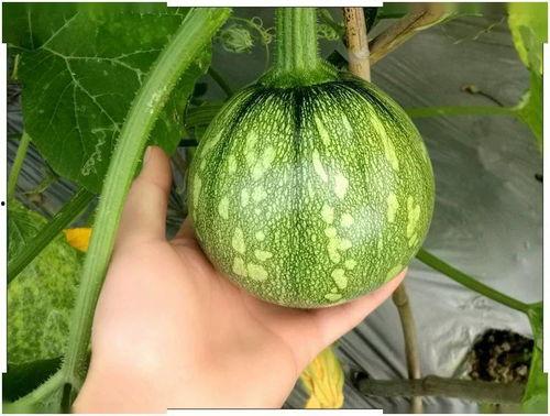 吃瓜小紫,揭秘娱乐圈那些不为人知的幕后故事