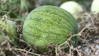 青旅吃瓜,揭秘青旅里的那些趣事与秘密