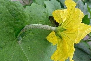 花200吃的瓜,探寻花200元就能吃到的顶级瓜果盛宴